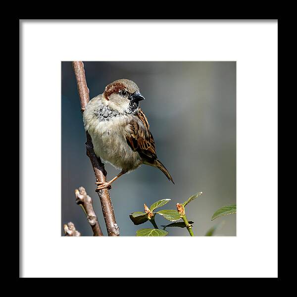 Songbird Framed Print featuring the photograph Signs of Spring by Cathy Kovarik