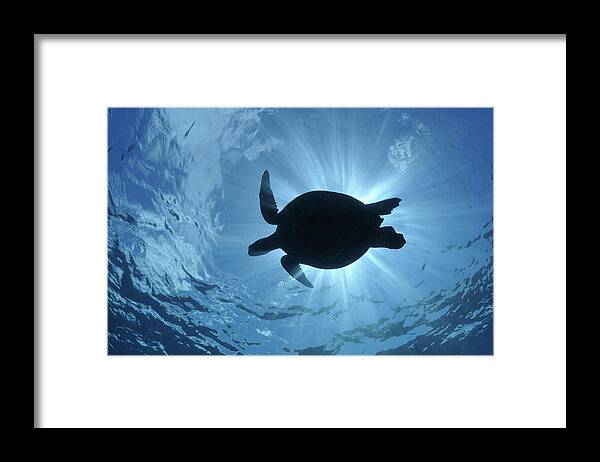 Underwater Framed Print featuring the photograph Silhouette of a Green Sea Turtle (Chelonia mydas) by Sami Sarkis