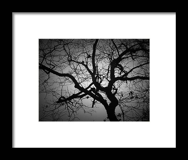 Abstract Framed Print featuring the photograph Silhouetted Tree VIII BW by David Gordon
