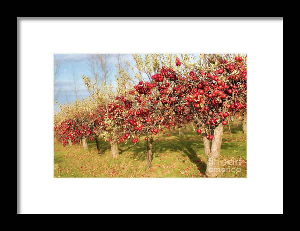  Catharines Framed Print featuring the photograph Silmaril Farm Apples by Marilyn Cornwell