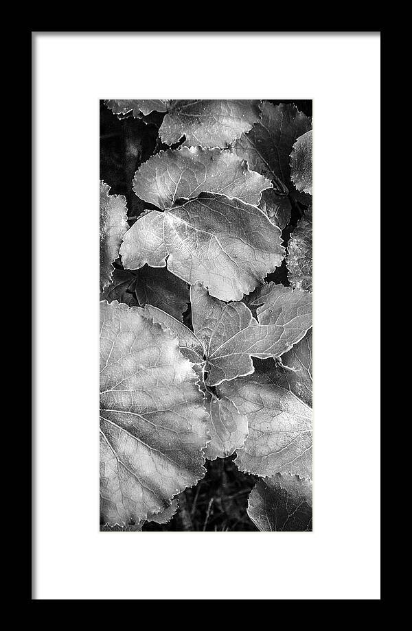 Georgia Framed Print featuring the photograph Silver Edged Leaves in the Forest II by Debra and Dave Vanderlaan