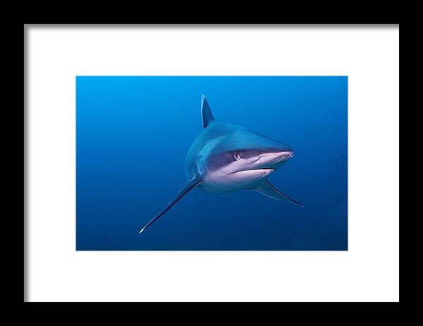 Underwater Framed Print featuring the photograph Silver tip Shark by Rand McMeins