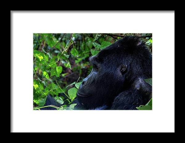 Uganda Framed Print featuring the photograph Silverback Gorilla Portrait by Matt Cohen