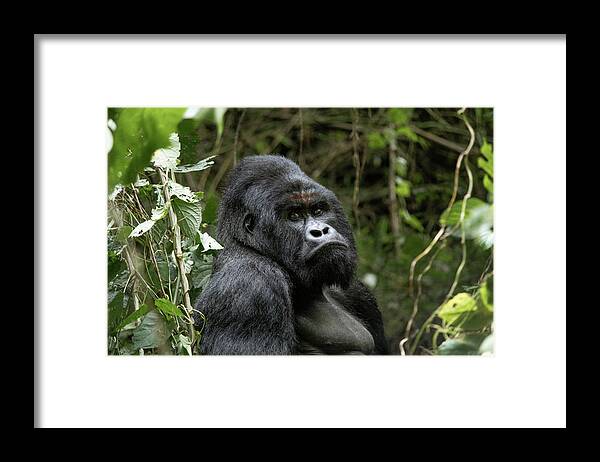Silverback Framed Print featuring the photograph Silverback by Nicholas Phillipson
