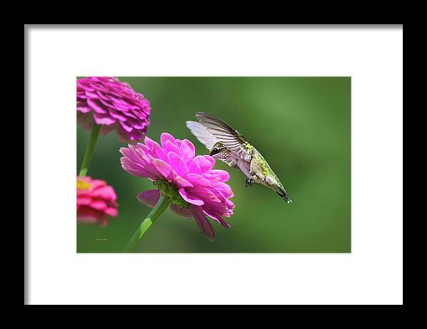 Hummingbird Framed Print featuring the photograph Simple Pleasure Hummingbird by Christina Rollo