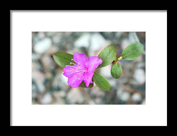 Single Bloom Flower Framed Print featuring the photograph Single Bloom Purple Rhododendron Blossom by Gwen Gibson