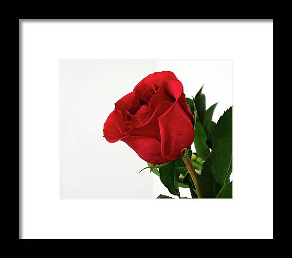 Single Red Rose Wall Art Framed Print featuring the photograph Single Red Rose by Gwen Gibson