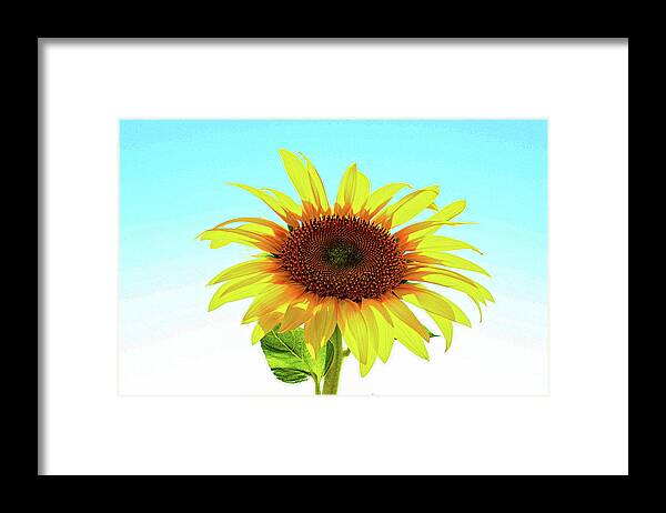 Flower Framed Print featuring the photograph Single sunflower by Martin Smith