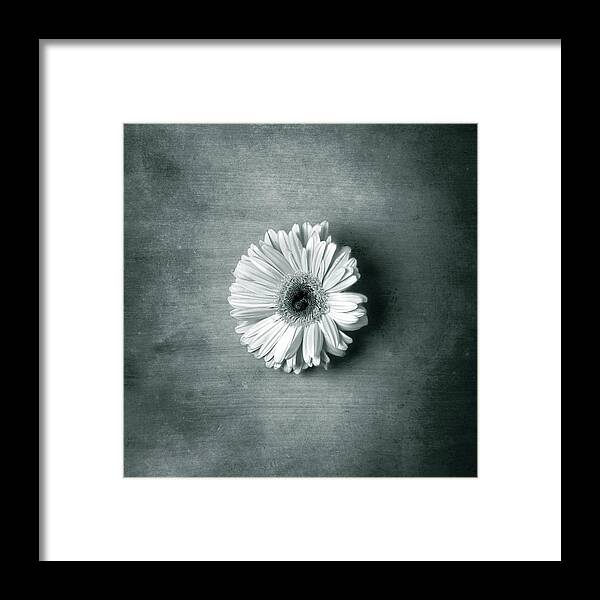 Bloom Framed Print featuring the photograph Single White Bloom by Steve Kelley