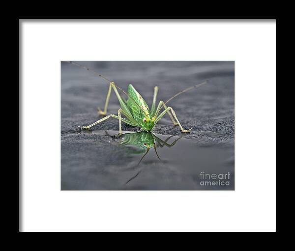 Sip Mirror Reflection Beautiful Green Eyes Cricket Drinking Water Insect Six Legs Unique Bizarre Close Up Macro Natural History Looking Humor Funny Single One Life-style Portrait Whiskers Delicate Vivid Color Beauty Alone Posing Elegant Handsome Figure Character Expressive Charming Singular Stylish Solo Fantastic Solitary Lonesome Loner Pretty Delightful Serenity Enjoying Joy Stimulating Mysterious Surreal Creative Fantasy Weird Imaginary Aesthetic Eccentric Grotesque Peculiar Face Puddle Nice Framed Print featuring the photograph Sip Of Water - Am I Beautiful? by Tatiana Bogracheva