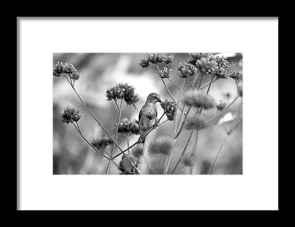 Bird Framed Print featuring the photograph Sipping Nectar by Gina Cinardo