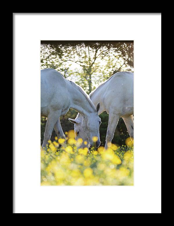 Horse Framed Print featuring the photograph Sisters in Wildflowers by Rachel Morrison