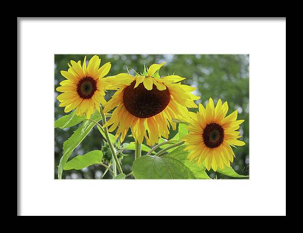 Sunflower Framed Print featuring the photograph Sisters of Sunflower Delight by D Lee