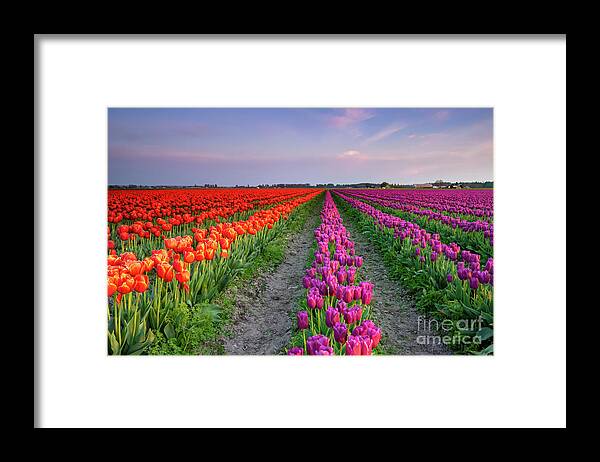 Skagit Valley Framed Print featuring the photograph Skagit Tulip Dusk by Michael Dawson