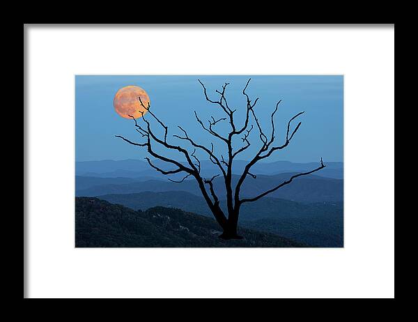 Skeleton Tree Framed Print featuring the photograph Skeleton Tree Moon 02 by Jim Dollar