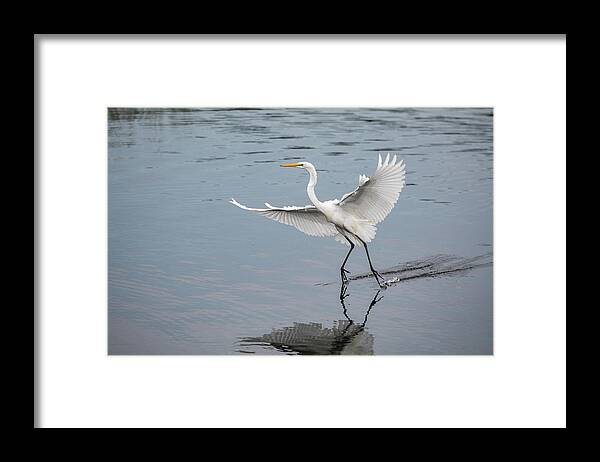Great Egret Framed Print featuring the photograph Skid Marks by Denise Kopko