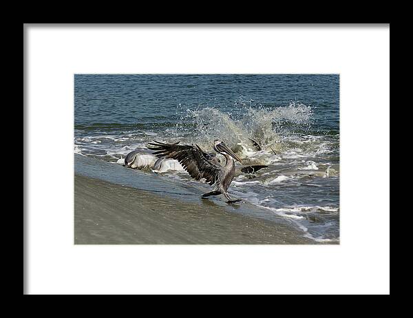 Dolphin Framed Print featuring the photograph Skid Row by Patricia Schaefer