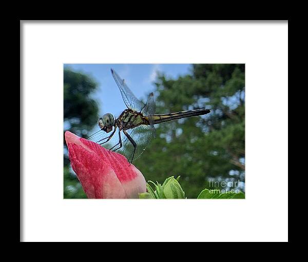 Dragonfly Framed Print featuring the photograph Skimmer On Target by Catherine Wilson