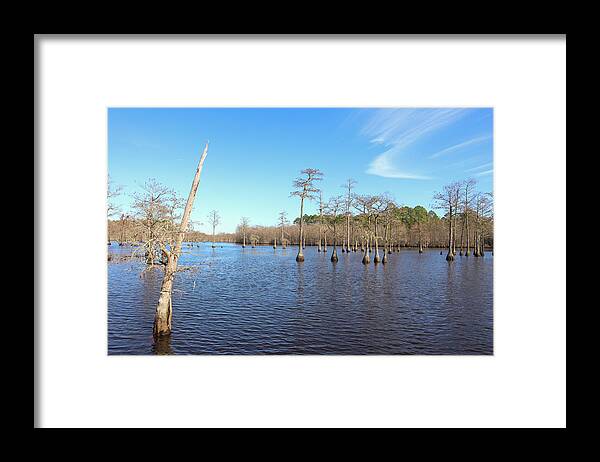 George L. Smith State Park Framed Print featuring the photograph Sky Pointer by Ed Williams