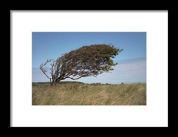 Slant Framed Print featuring the photograph Slanting tree by Anges Van der Logt