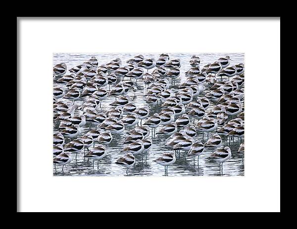  Framed Print featuring the photograph Sleeping American Avocets #1 by Carla Brennan