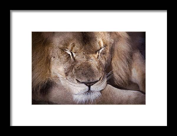 Lion Framed Print featuring the photograph Sleeping Lion by Jim Signorelli