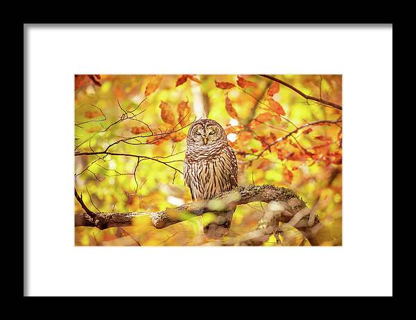 Barred Owl Framed Print featuring the photograph Sleeping Owl In Autumn by Jordan Hill