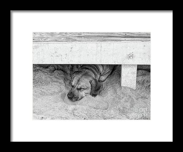 Tortola Framed Print featuring the photograph Sleeping Puppy BW by Elisabeth Lucas