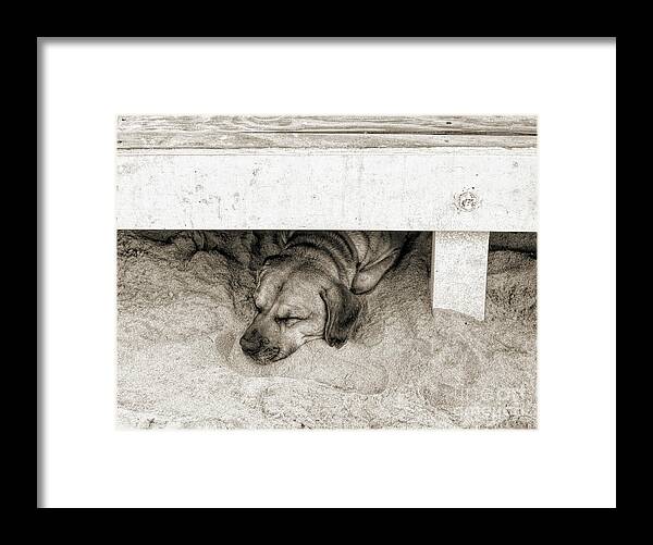 Tortola Framed Print featuring the photograph Sleeping Puppy Sepia by Elisabeth Lucas