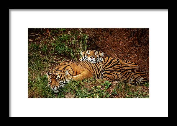 Animals Framed Print featuring the photograph Sleeping Tigers by Bob Cournoyer