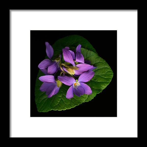 Violets Framed Print featuring the photograph Sleeping Violets by Marsha Tudor