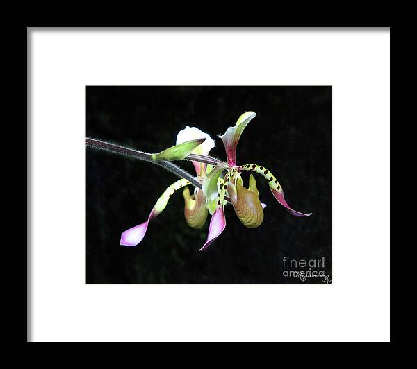 Nature Framed Print featuring the photograph Slipper Orchids by Mariarosa Rockefeller