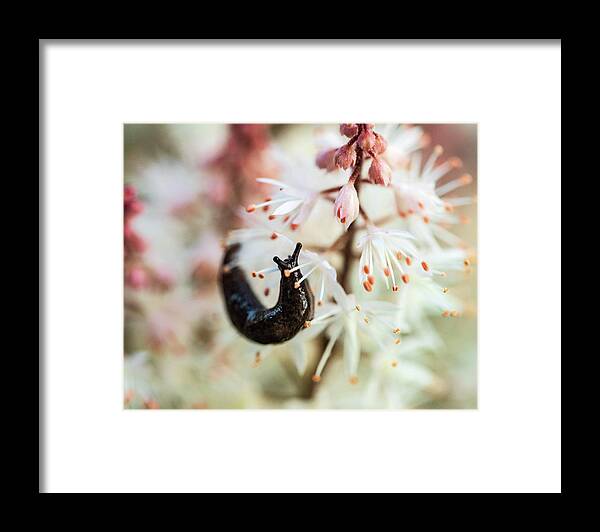 Orange Flower Framed Print featuring the photograph Slug In The Garden - Macro Photography by Amelia Pearn
