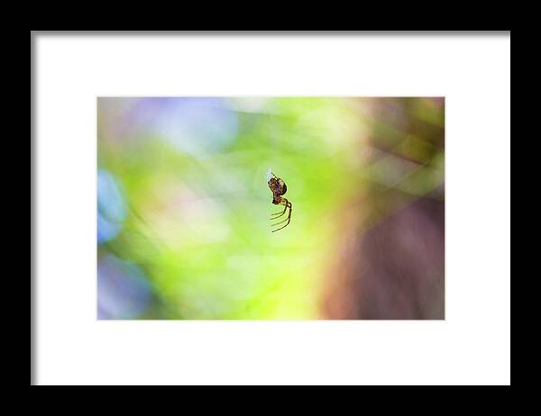 European Garden Spider Framed Print featuring the photograph Small cross spider Araneus diadematus hanging on its unvisible web by Viktor Wallon-Hars