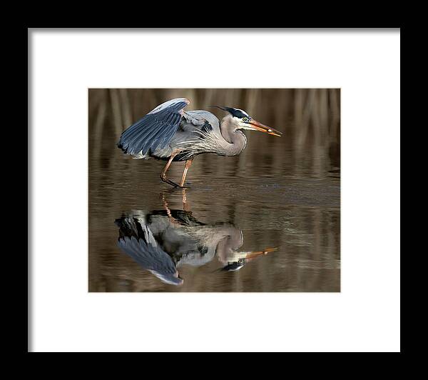 Great Blue Framed Print featuring the photograph Small Prize by Art Cole