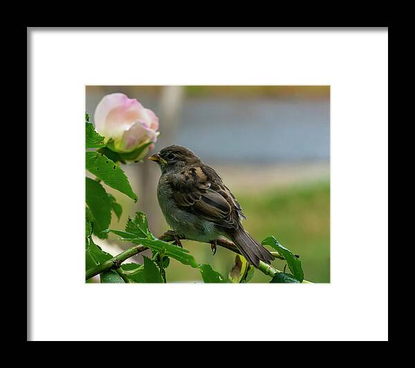 Bird Framed Print featuring the photograph Smell The Roses by Cathy Kovarik