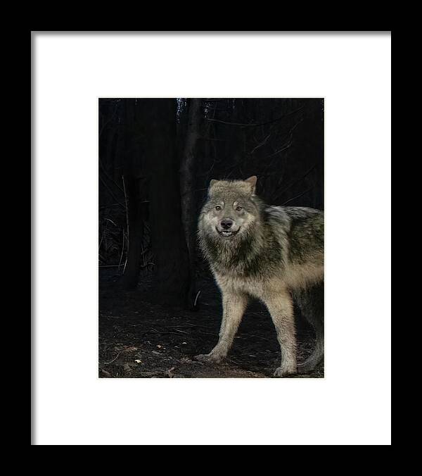 Wolf Framed Print featuring the photograph Smiley the Friendliest Lassen Pack Wolf by Randy Robbins