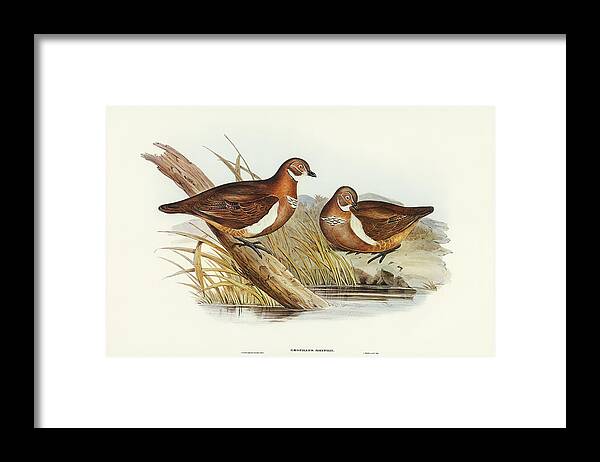 Smith's Partridge Bronze-wing Framed Print featuring the drawing Smiths Partridge Bronze-wing, Geophaps Smithii by John Gould