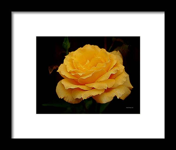 Botanical Framed Print featuring the photograph Smokey Yellow Rose by Richard Thomas