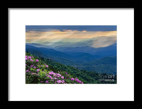 Smoky Mountains Framed Print featuring the photograph Smoky Mountain Rhododendron by Theresa D Williams