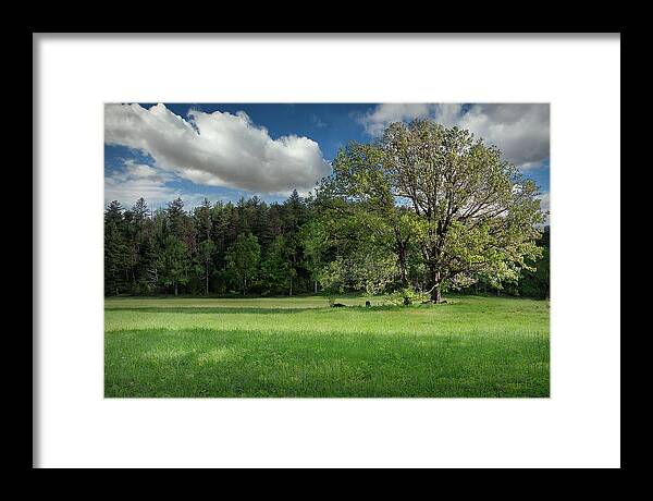  Beauty In Nature Framed Print featuring the photograph Smoky Mountain Tree by Jon Glaser