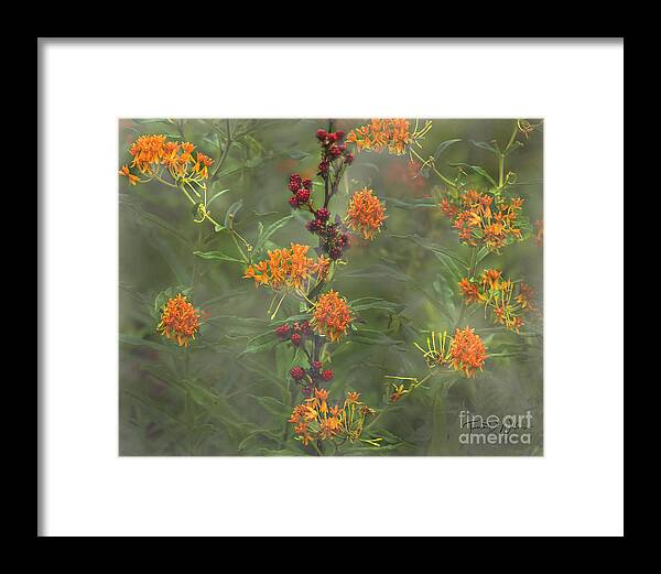 Smoky Mountains Framed Print featuring the photograph Smoky Mountains Blackberries and Butterfly Weed by Theresa D Williams