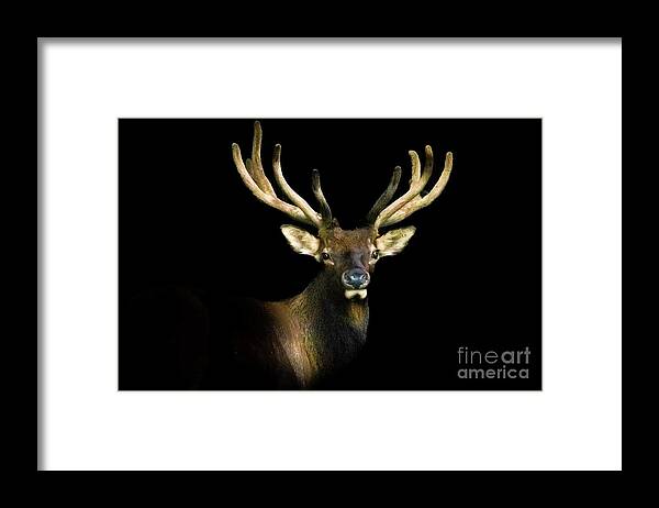 Smoky Mountains Framed Print featuring the photograph Smoky Mountains Elk Portrait by Theresa D Williams