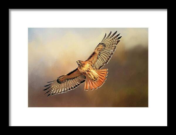 Red Tail Hawk Framed Print featuring the photograph Smooth Operator by Donna Kennedy