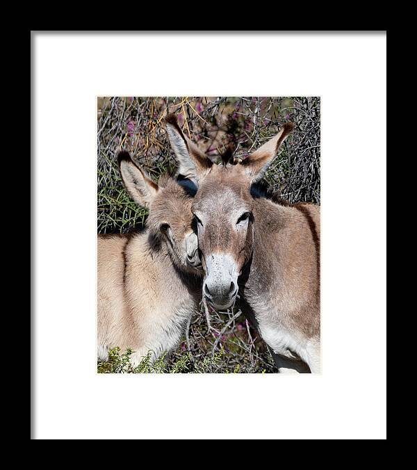 Wild Burros Framed Print featuring the photograph Smushy Face by Mary Hone