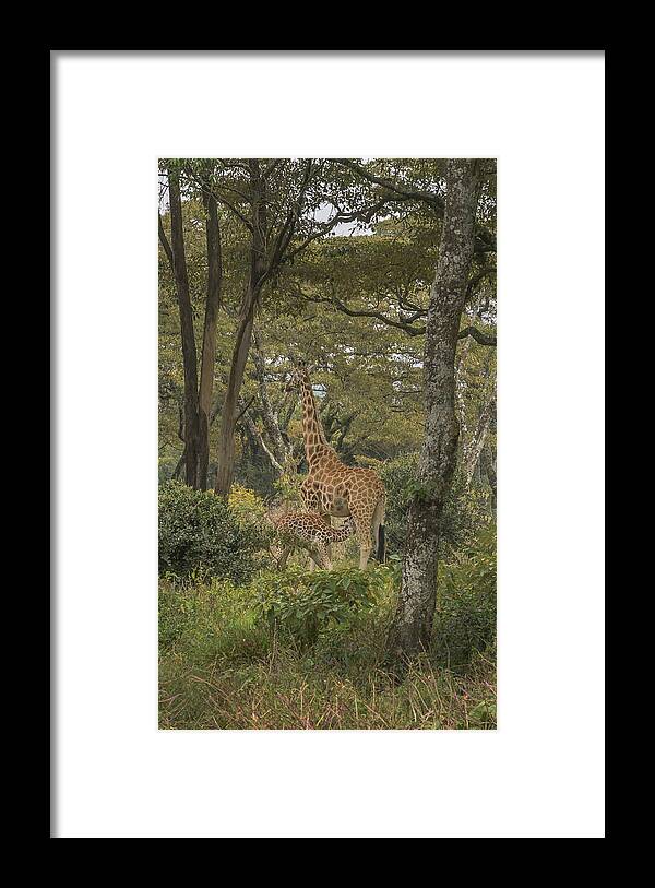 Africa Framed Print featuring the photograph Snack Time by Laura Hedien