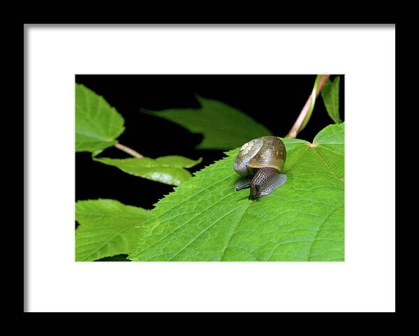 Macro Framed Print featuring the photograph Snails Journey by Melissa Southern
