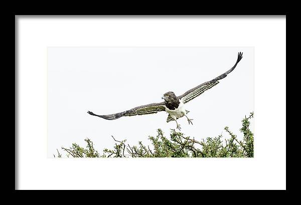 Africa Framed Print featuring the photograph Snake eagle in flight Maasai Mara by Michael Hodgson