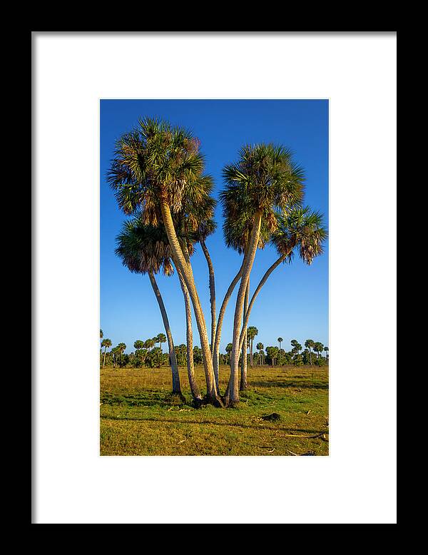 Plant Framed Print featuring the photograph Snake-like Palms by W Chris Fooshee