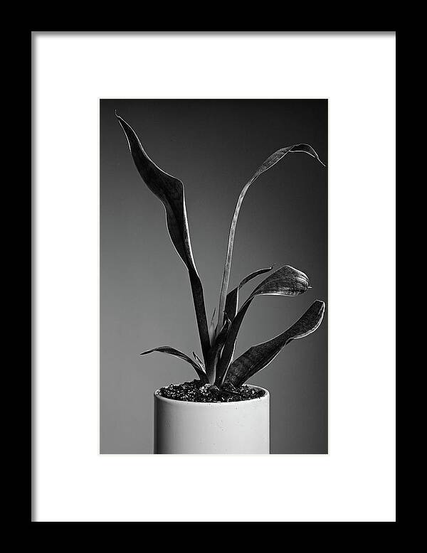 Sanke Plant Framed Print featuring the photograph Snake Plant by Stephen Russell Shilling